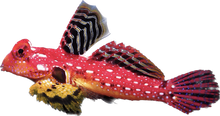 Ruby Red Scooter Blenny