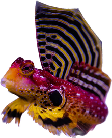 Ruby Red Scooter Blenny