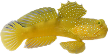 Yellow Watchman Goby M