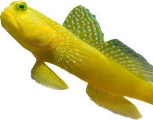 Yellow Watchman Goby M