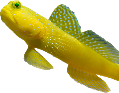 Yellow Watchman Goby M