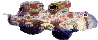 Twospot Goby