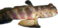 Pink and Bluespot Prawn Goby M