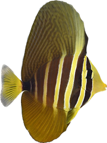 Sailfin Tang S