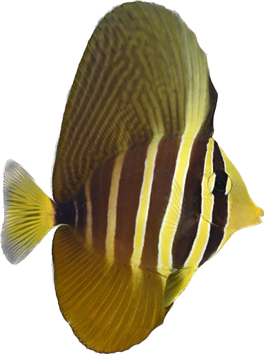 Sailfin Tang ML