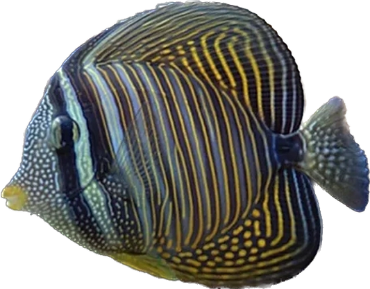 Desjardinii Sailfin Tang SHOW