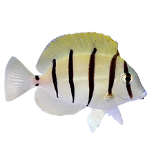 Convict Tang S