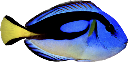 Hippo Tang - Yellow Belly S