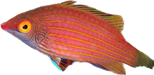 Pink Streaked Wrasse