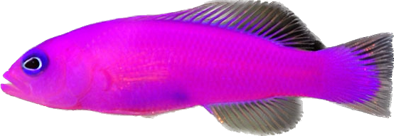 Purple Dottyback