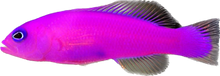 Purple Dottyback