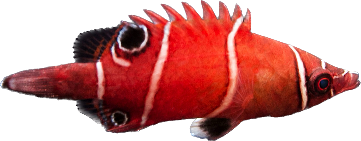Tanaka's Red and White Banded Possum Wrasse 