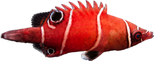 Tanaka's Red and White Banded Possum Wrasse 