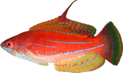 Yellowfin Flasher Wrasse M