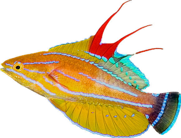 Yellowfin Flasher Wrasse M