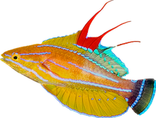 Yellowfin Flasher Wrasse M