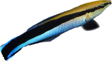 Blue Streak Cleaner Wrasse L