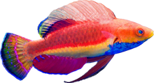 Blue Throated Fairy Wrasse