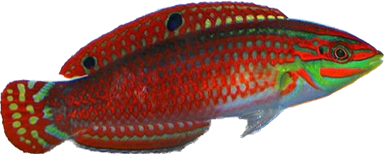 Red Lined Wrasse