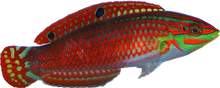 Red Lined Wrasse