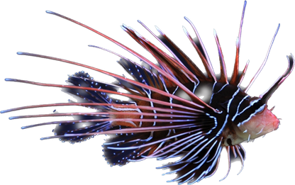 Radiata Lionfish M