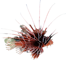 Radiata Lionfish M