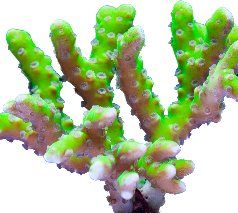 Green Anacropora Forbesi