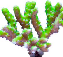 Green Anacropora Forbesi