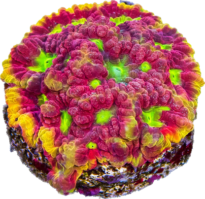 WWC Blood Diamond Favia Frag