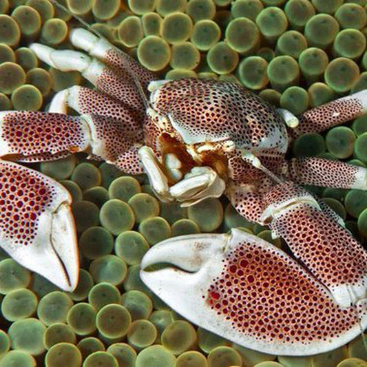 White Porcelain Anemone Crabs	(Neopetrolisthes maculatus)