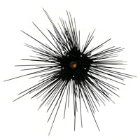 Long Spine Urchin M