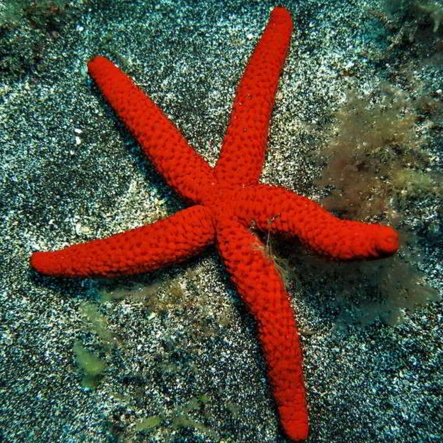 Red Starfish