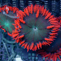 Flower Anemone - Red Skirt, Green Center