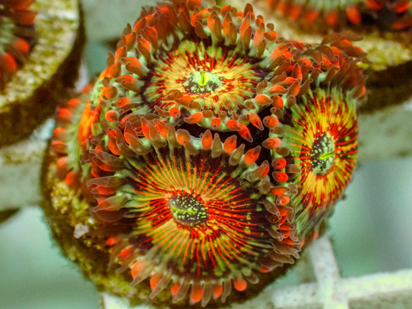 White Zombie Zoa Frag