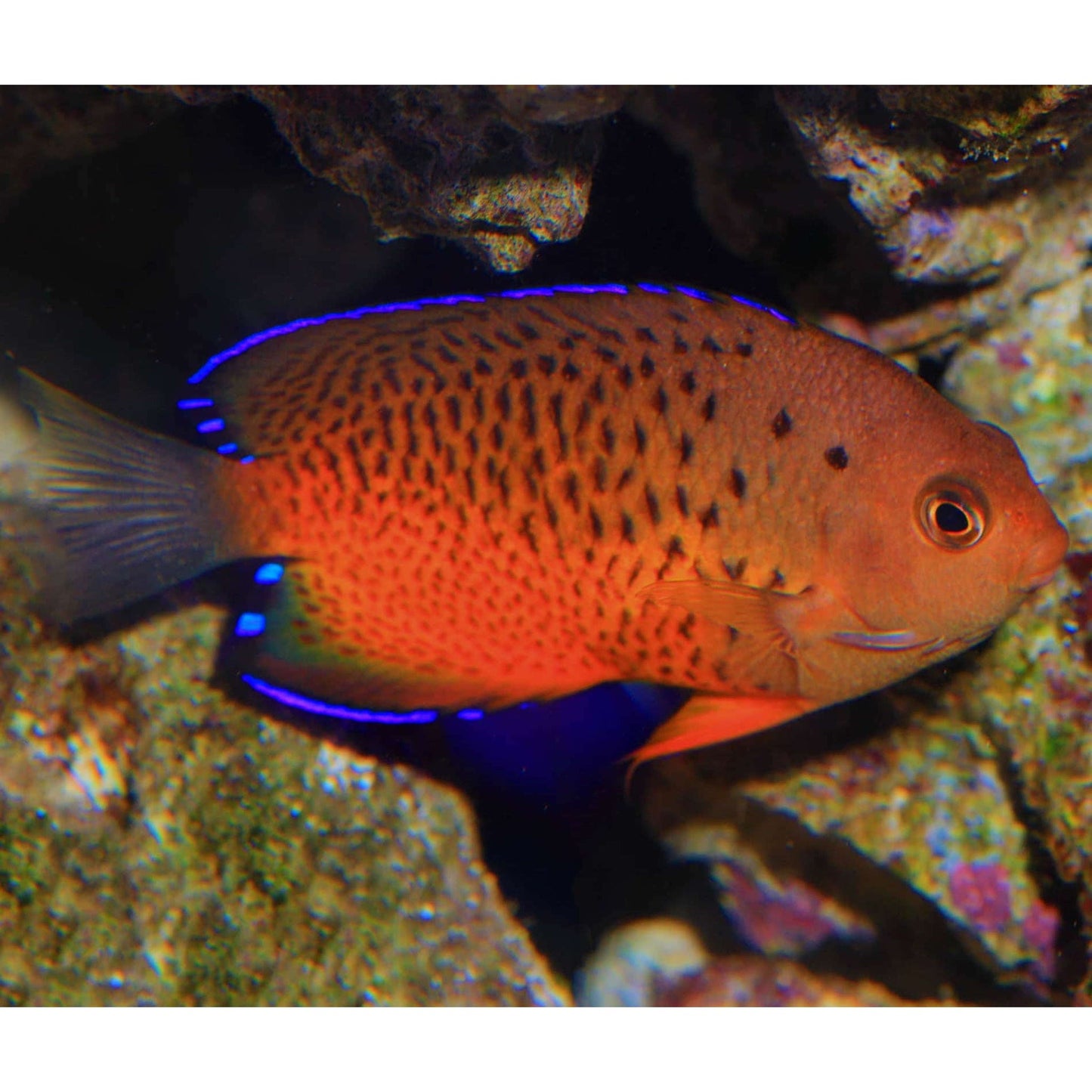 Rusty Angel (Centropyge Ferrugatus)