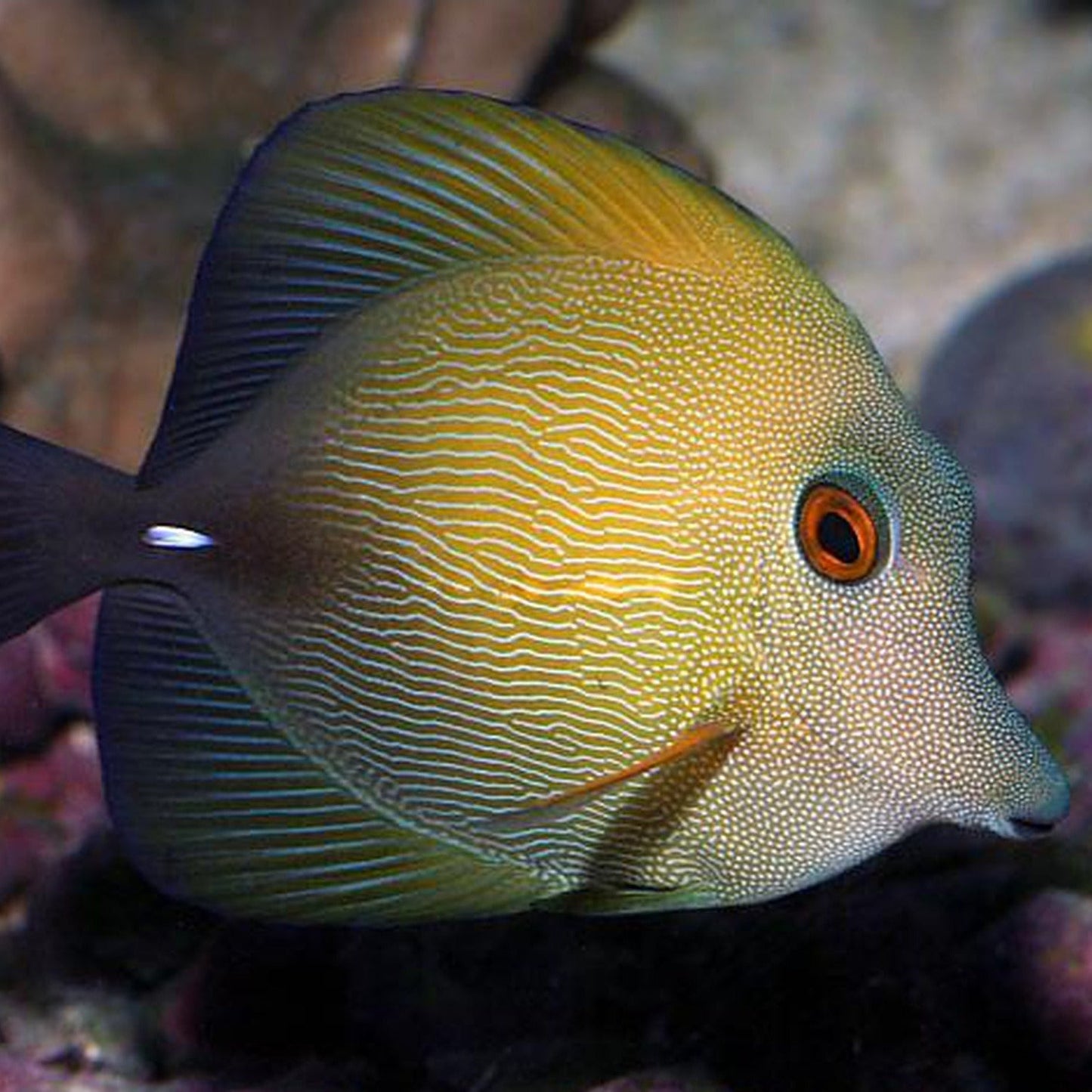 Scopas Tang (Zebrasoma scopas)