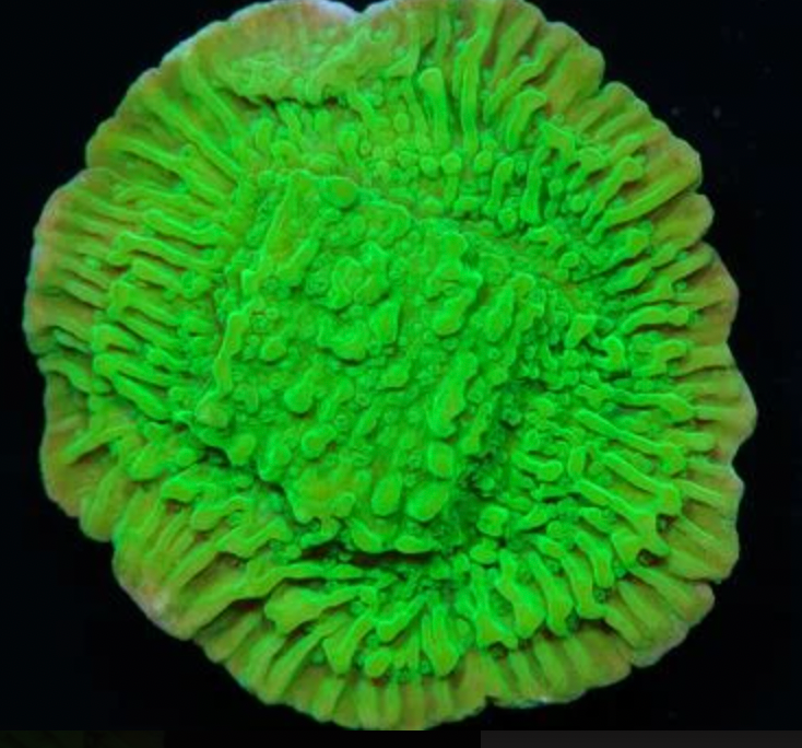 Granny Smith Monti Frag