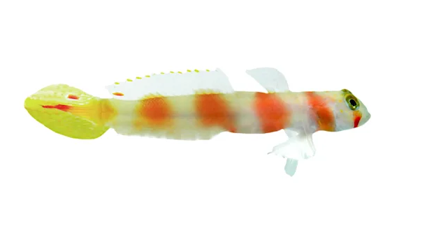 Pinkbar Aurora Goby