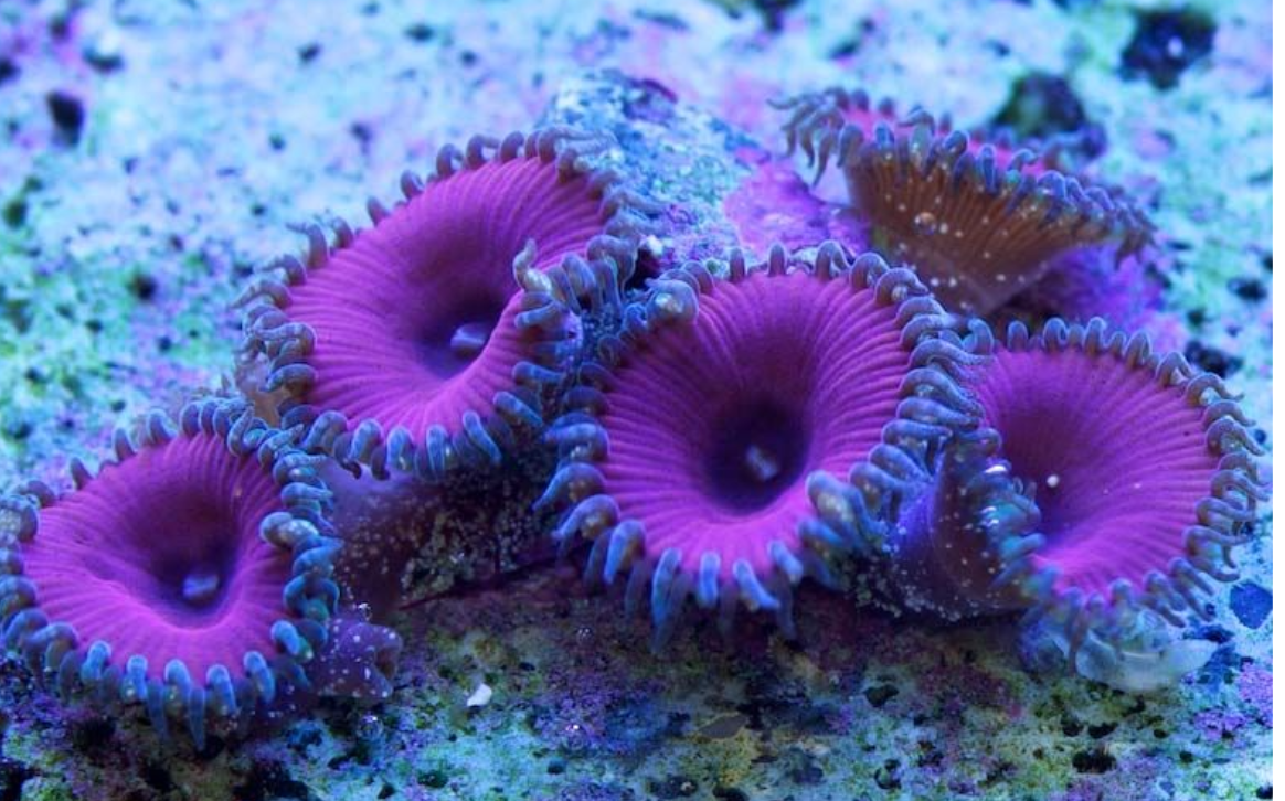 Purple Death Zoa Frag