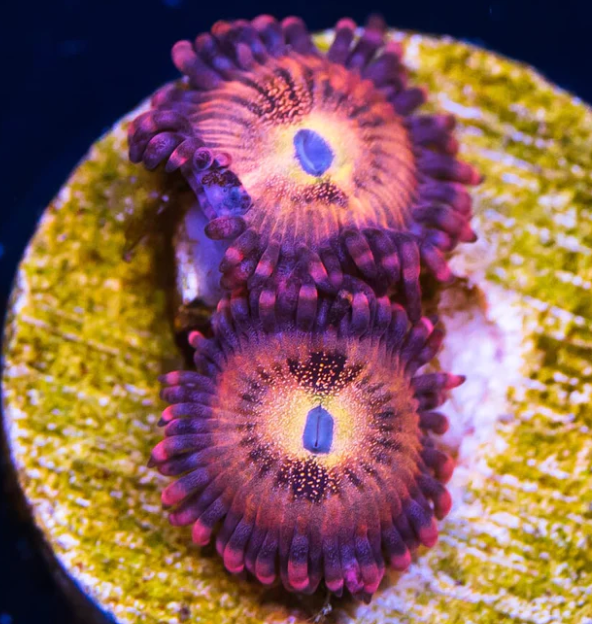 WWC Halle Berry Zoa Frag