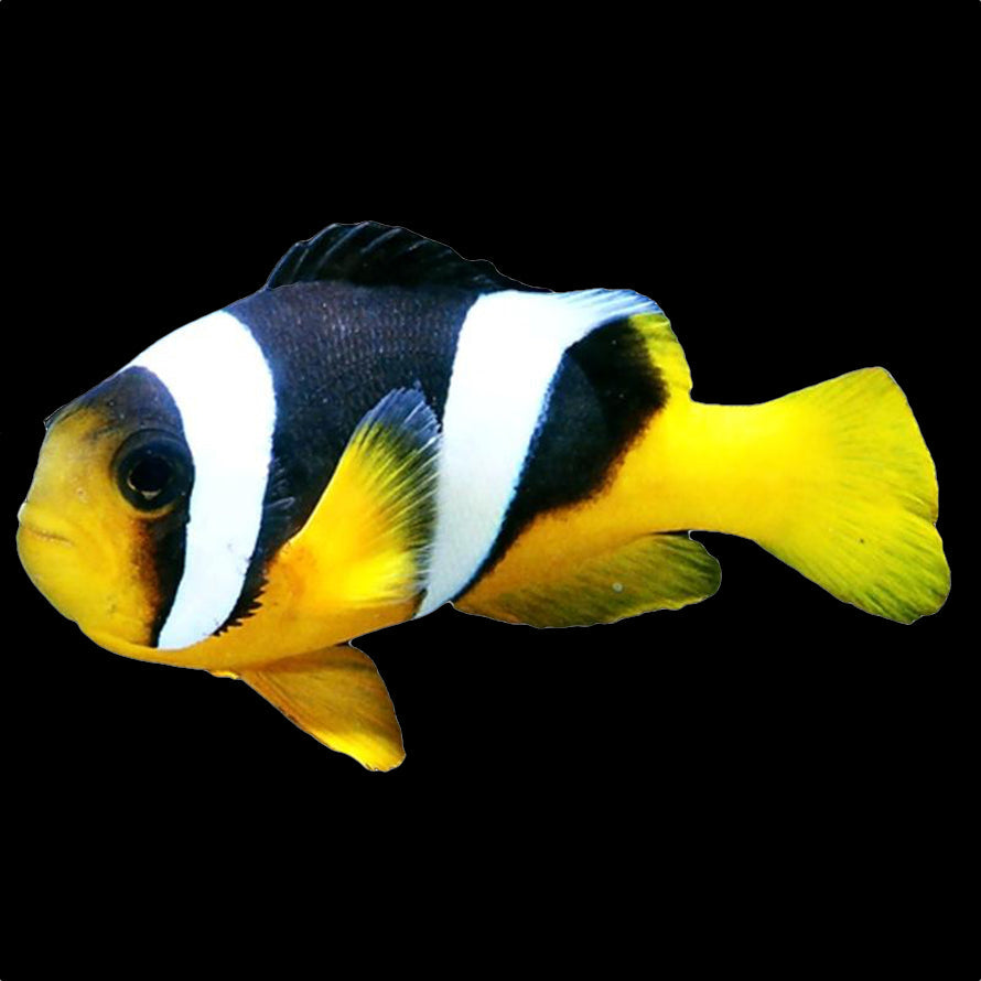 Sebae clownfish adult