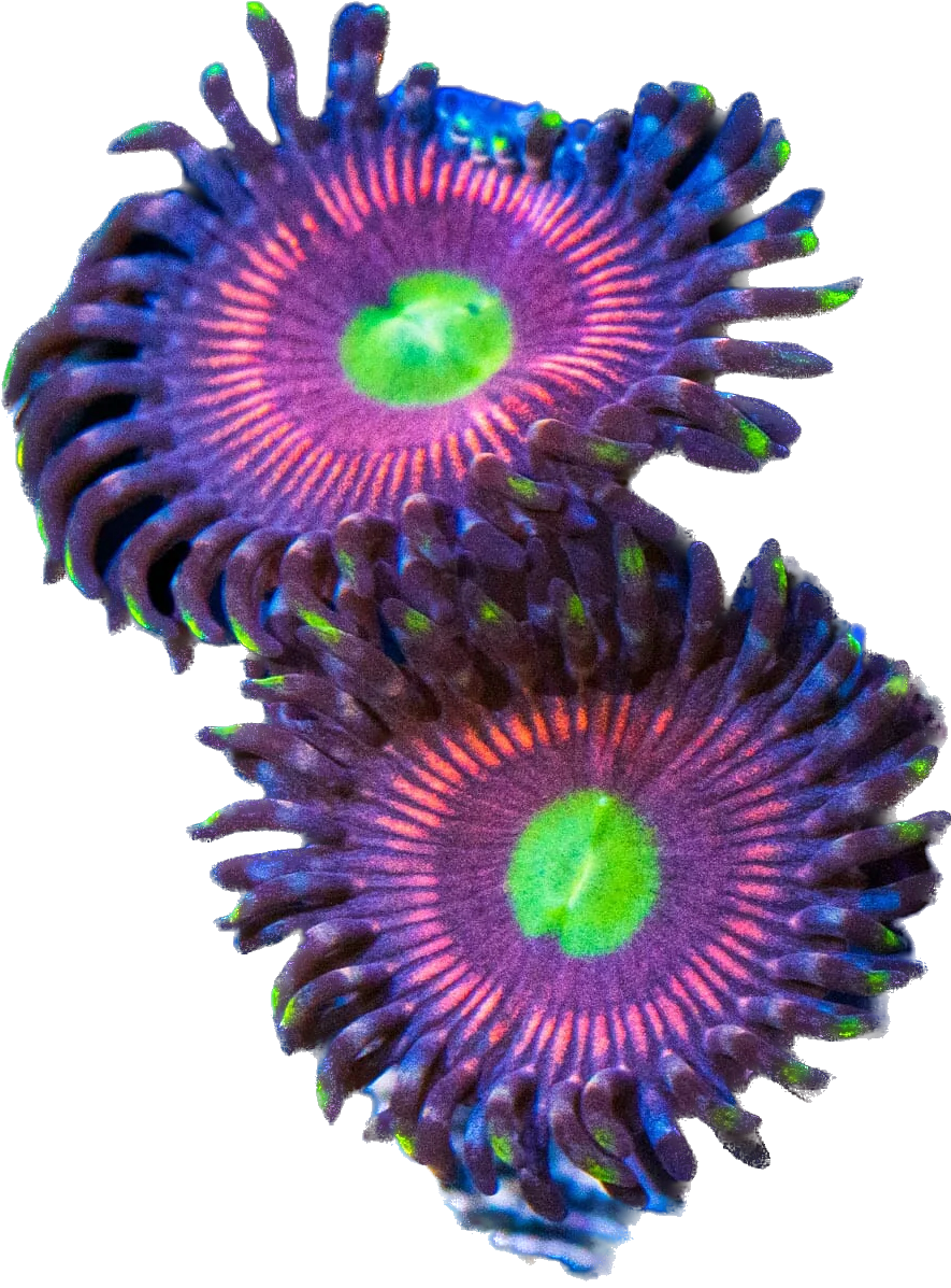 Cat's Eye Zoa Frag