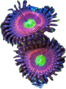 Cat's Eye Zoa Frag