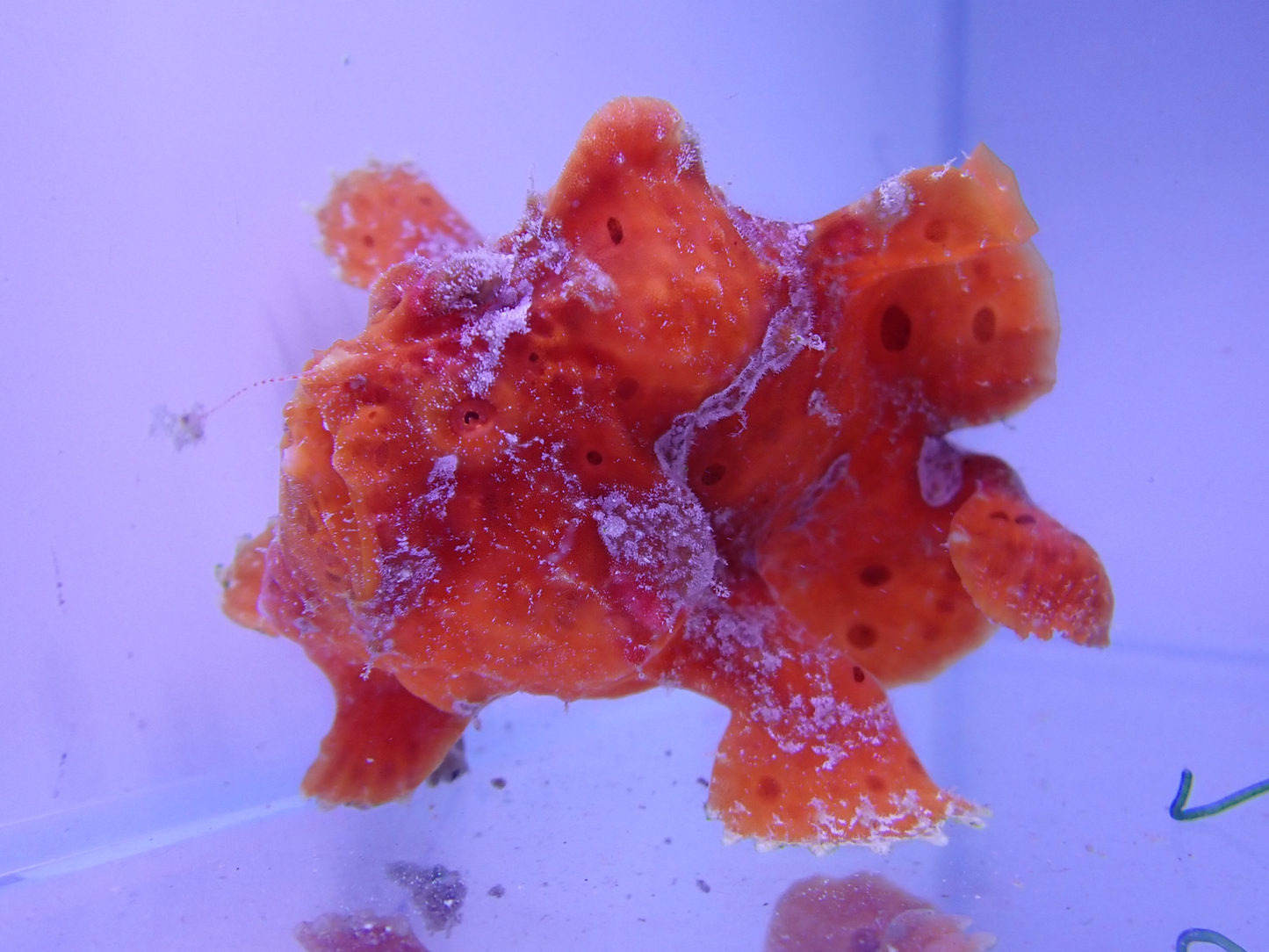 Warty Frogfish - Red L