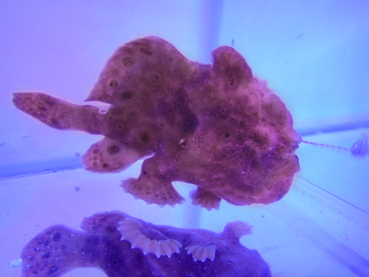 Warty Frogfish