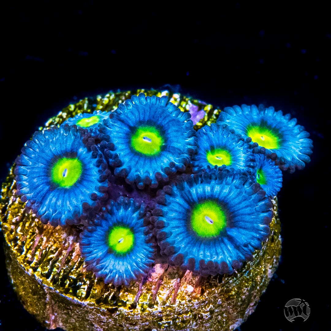 WWC AOI Zoa Frag