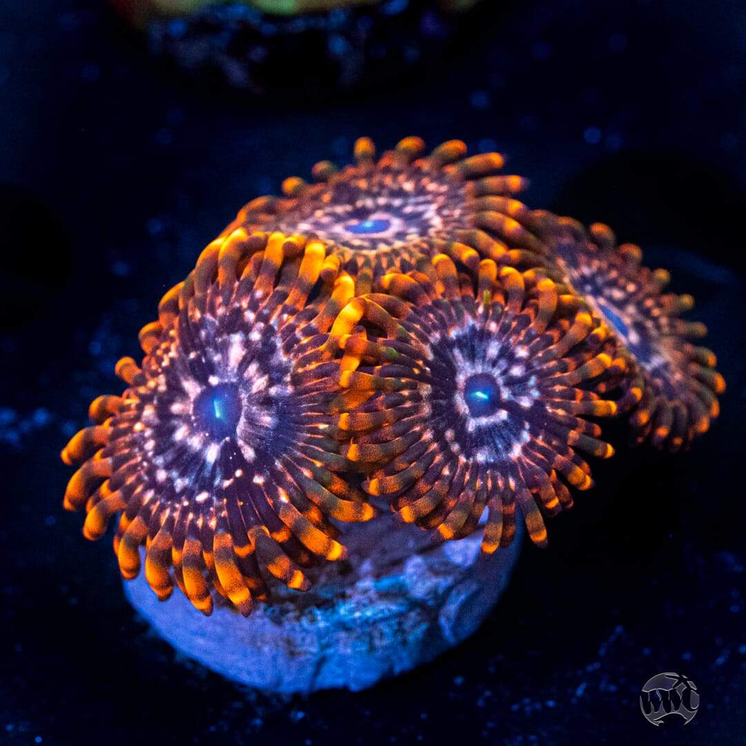 Utter Chaos Zoa Frag