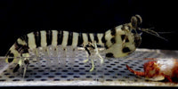 Zebra Mantis Shrimp S