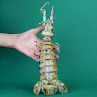 Zebra Mantis Shrimp SHOW