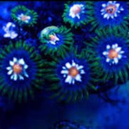 Pinwheel Zoa Frag